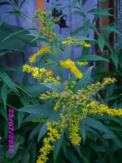 solidago 2,5 roni/radacina