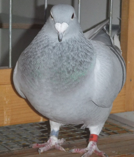 DSCF5236