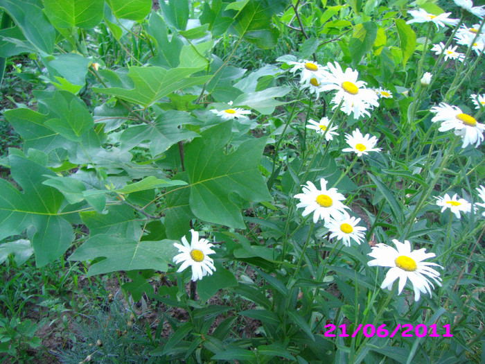 margarete indisponibilă