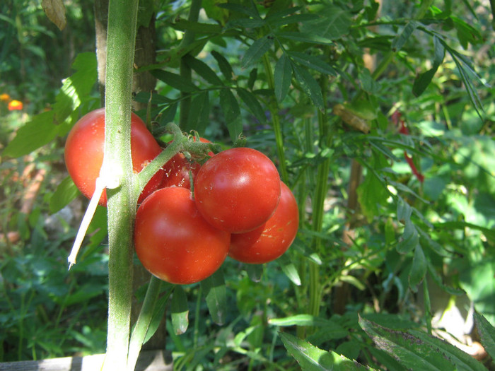 Ar fi trebuit sa fie Cherry Brown; cu toate acestea sunt incantata de soi
