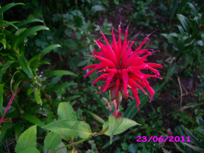 monarda didima  indisponibilă; intreaga planta are un miros placut de menta si busuioc
