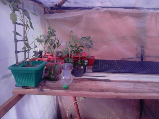 am inceput sa car din hibilici mari si din cei pusi la prins!:)