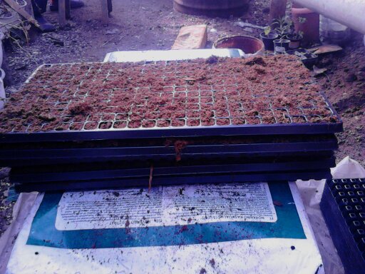 alveole umplute cu turba