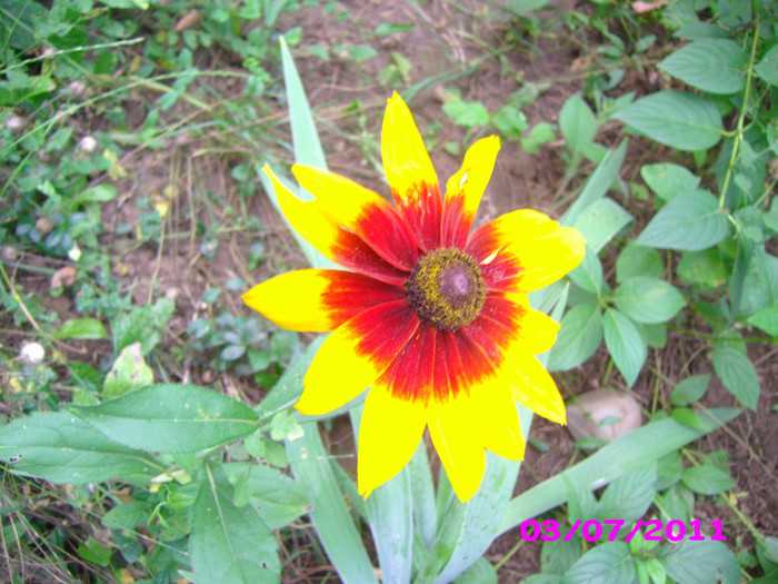 rudbeckia