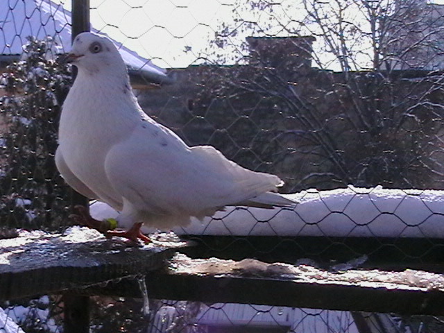 corcitura parlor cu galatean