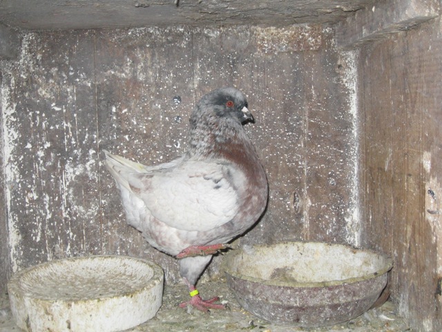 king pigeon - Kingi