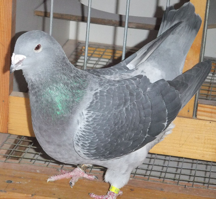 DSCF5024 - Voiajori Standard guti