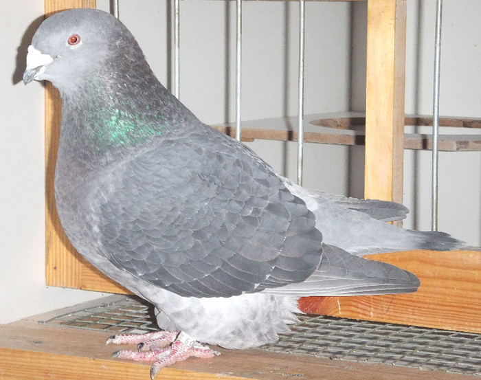 DSCF5025 - Voiajori Standard guti