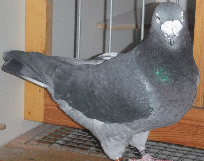 DSCF5030 - Voiajori Standard guti