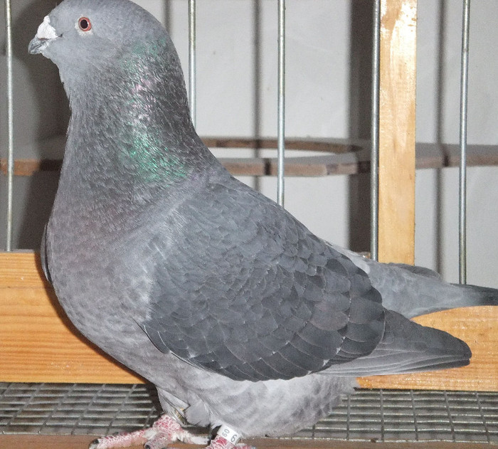 DSCF5033 - Voiajori Standard guti