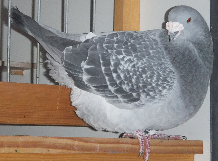 DSCF5039 - Voiajori Standard guti