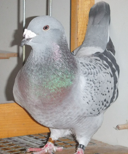 DSCF5049 - Voiajori Standard guti