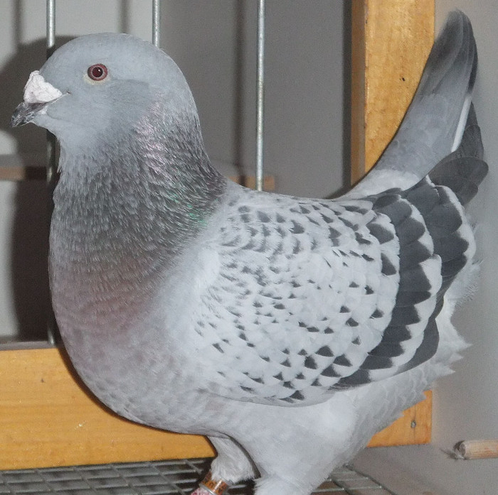 DSCF5077 - Voiajori Standard guti