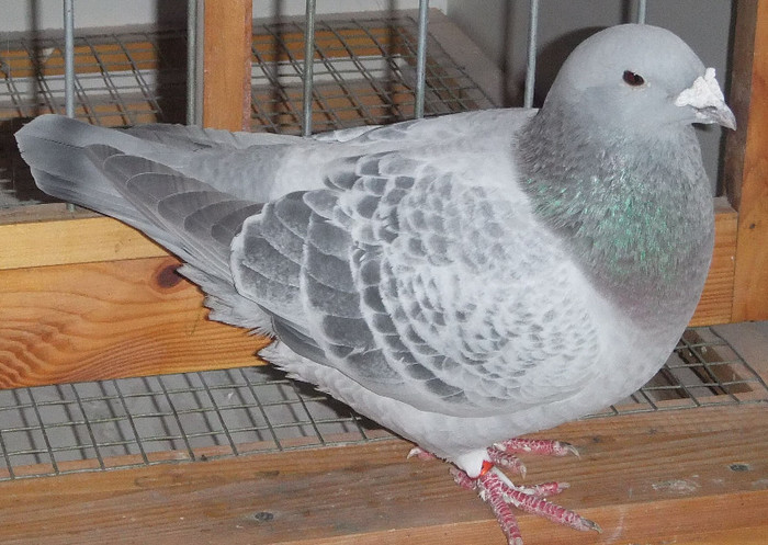 DSCF5097 - Voiajori Standard guti