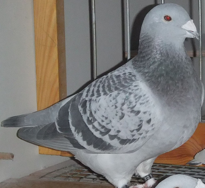 DSCF5109 - Voiajori Standard guti