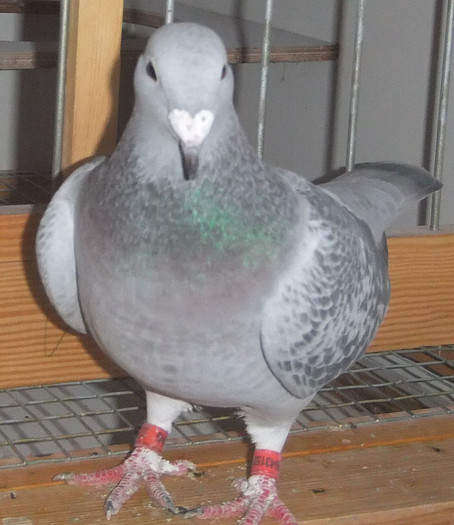 DSCF5150 - Voiajori Standard guti