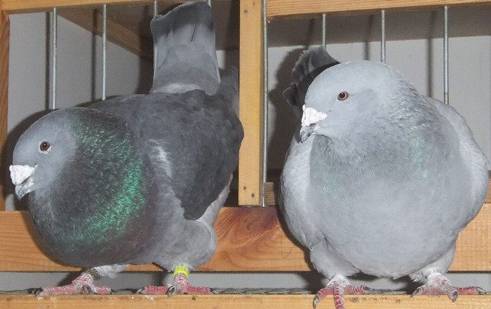 DSCF5155 - Voiajori Standard guti