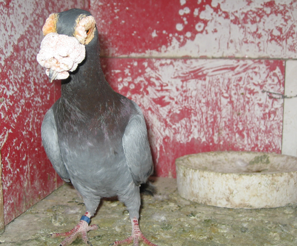 CAMPION 2012-vandut - Carieri