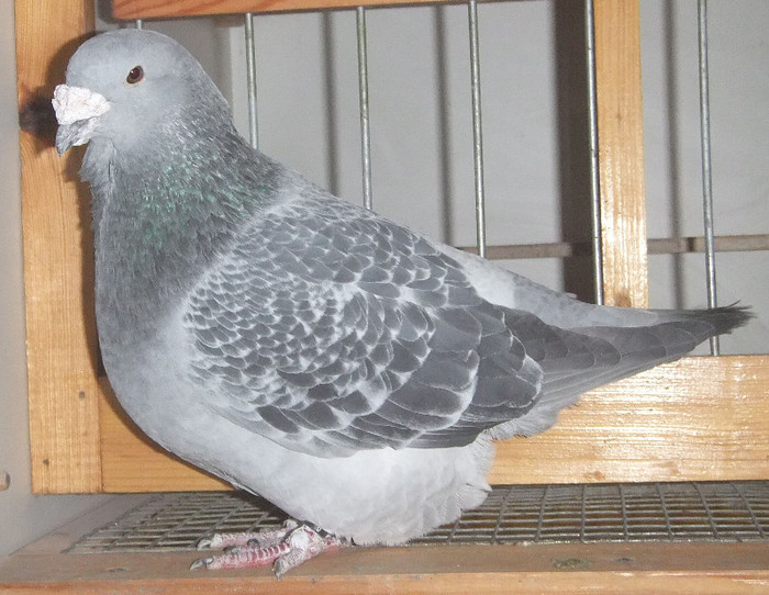 DSCF5191 - Voiajori Standard guti