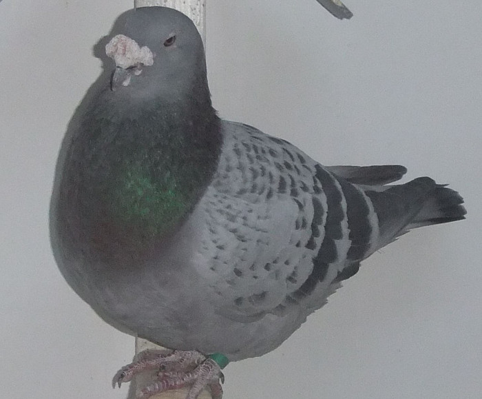 DSCF5197 - Voiajori Standard guti