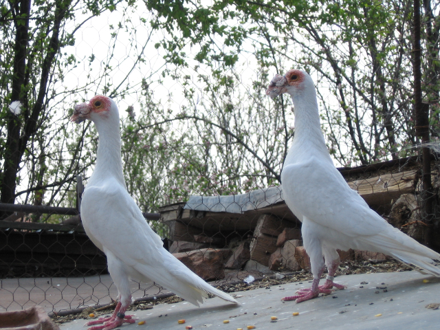 PER. GERMANIA - Carieri