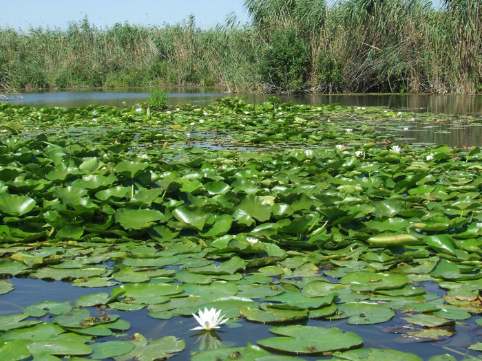 COLONIE DE NUFERI - IN DELTA LA SULINA