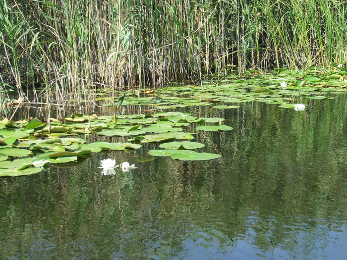 DSCF4859 - IN DELTA LA SULINA