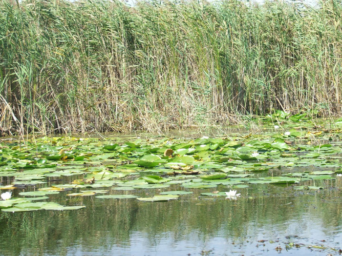 DSCF4861 - IN DELTA LA SULINA