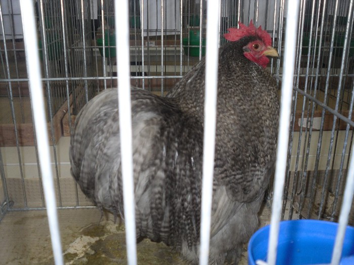 SDC11579
