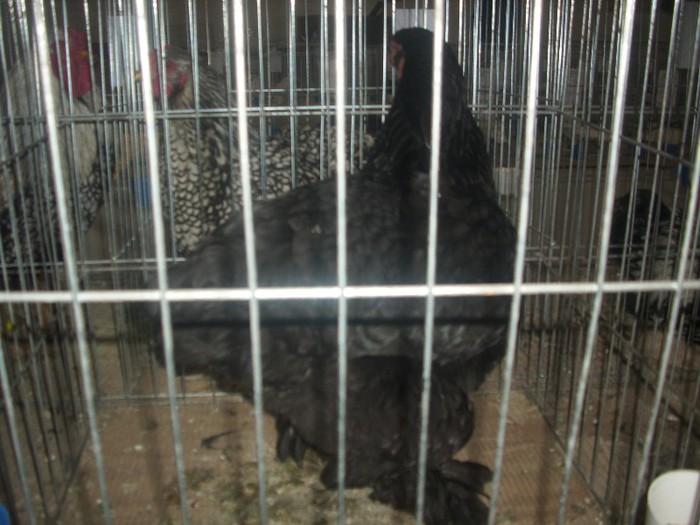 DSCI3140 - expo odorheiu-sec 2013