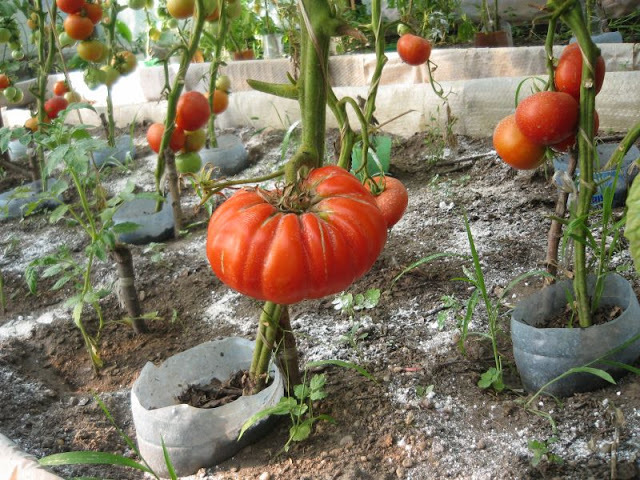 Tomate BG Fantasy peste 400gr,f.gustoase