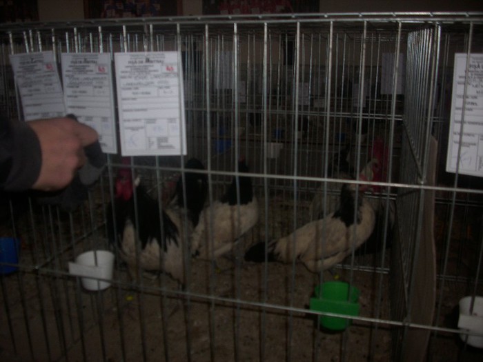 DSCI3151 - expo odorheiu-sec 2013