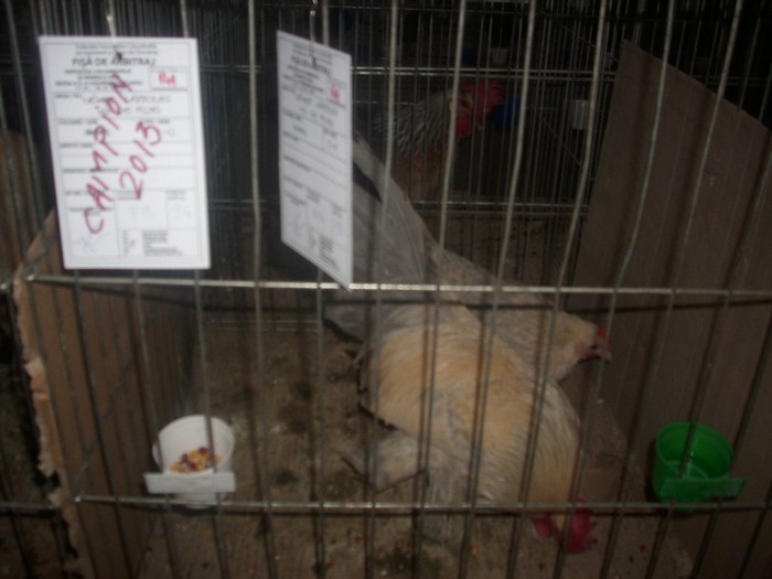 DSCI3152 - expo odorheiu-sec 2013