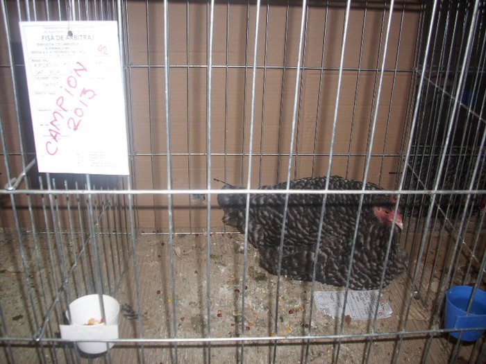 DSCI3158 - expo odorheiu-sec 2013