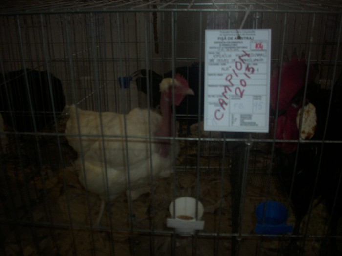 DSCI3163 - expo odorheiu-sec 2013