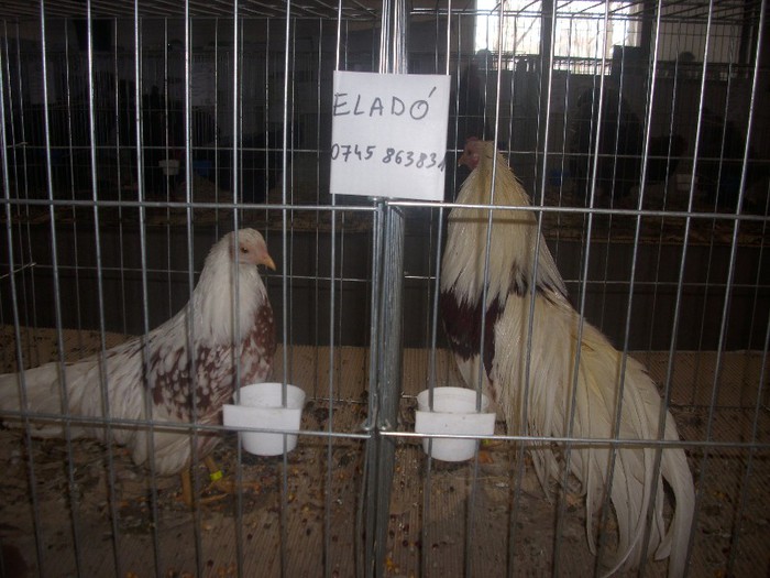 DSCI3173 - expo odorheiu-sec 2013