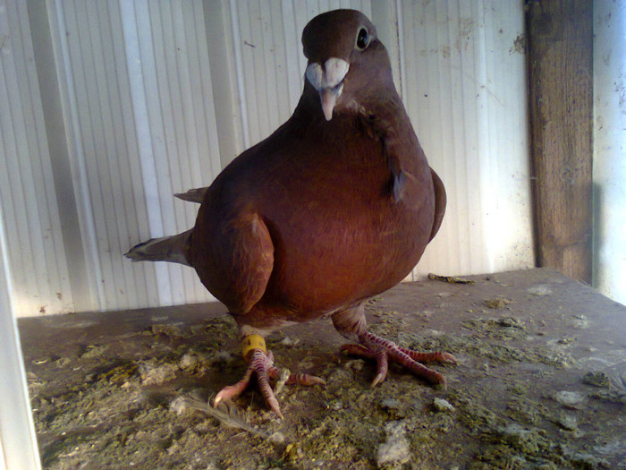 Fotografie0289; mascul pui
