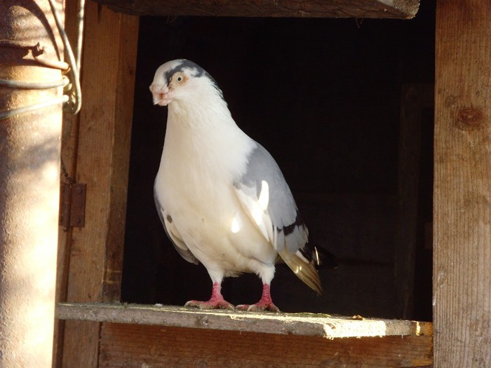 mascul vanat 2009 - porumbei galateni
