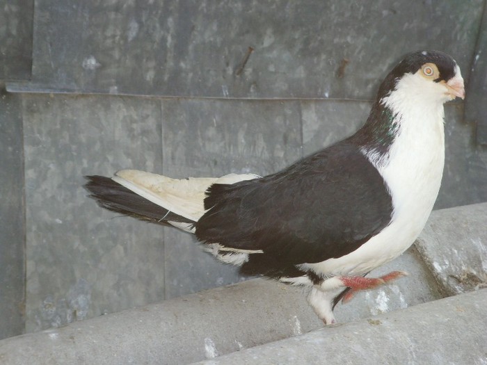 mascul negru2009 - porumbei galateni