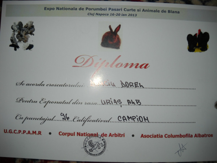 MASCUL URIAS ALB 96 P - CUPE SI DIPLOME