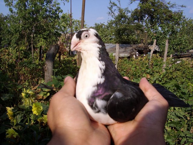 femela 2010 - porumbei galateni