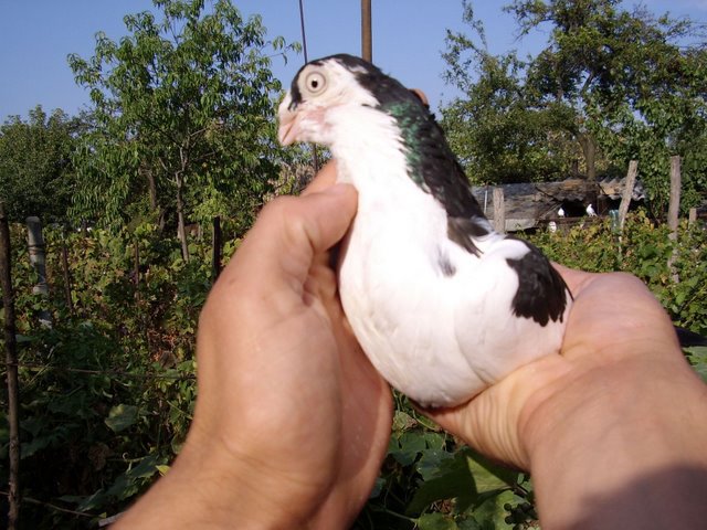 femela negru 2010 - porumbei galateni