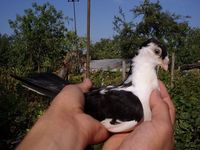 femela negru 2012 - porumbei galateni