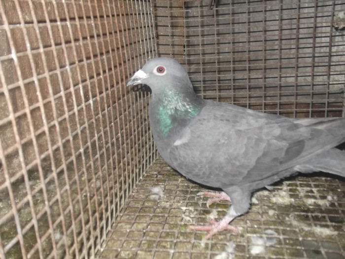 DER 083 FEM HUNG DERBY 2012