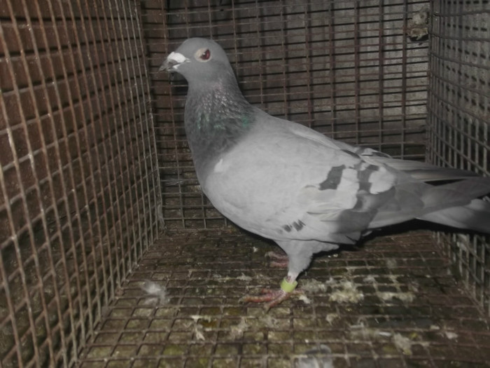 DER 108 FEM HUNG DERBY 2011