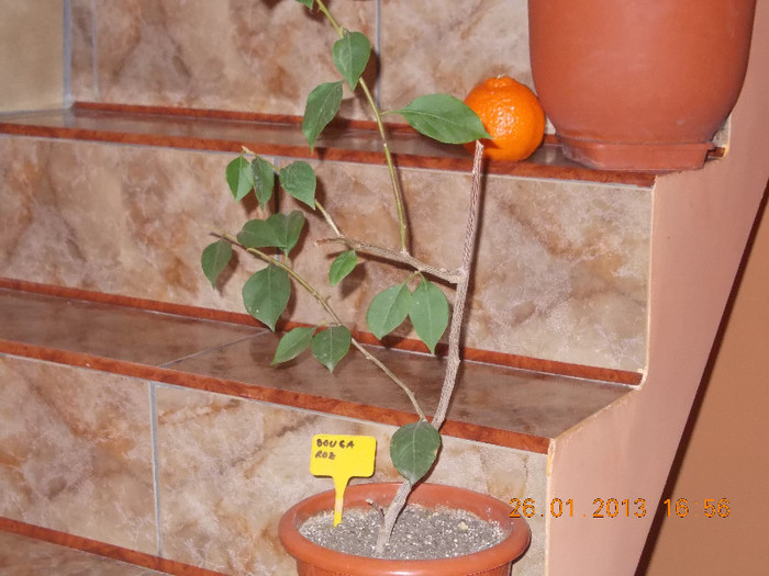 DSCN6369_1849 - Florile mele