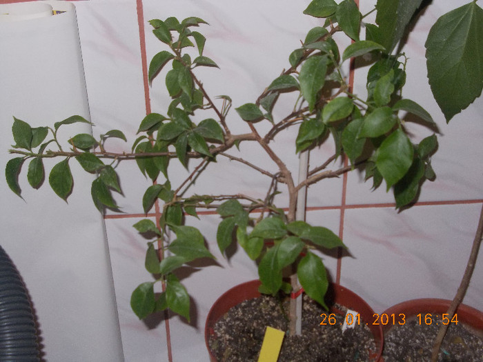 DSCN6368_1848 - Florile mele