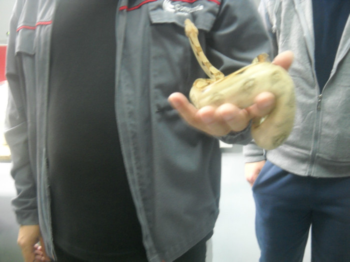 DSCN3386 - LOCUL MEU DE MUNCA