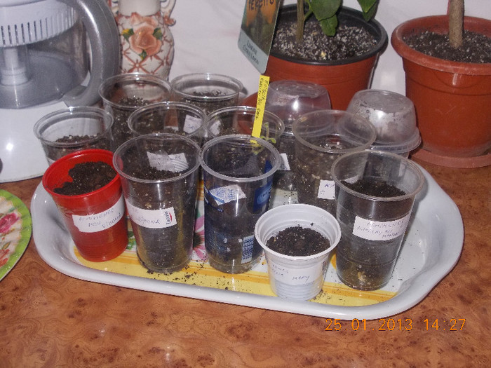 DSCN6325_1805 - Florile mele