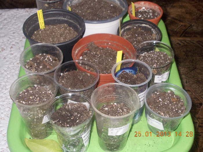 DSCN6326_1806 - Florile mele